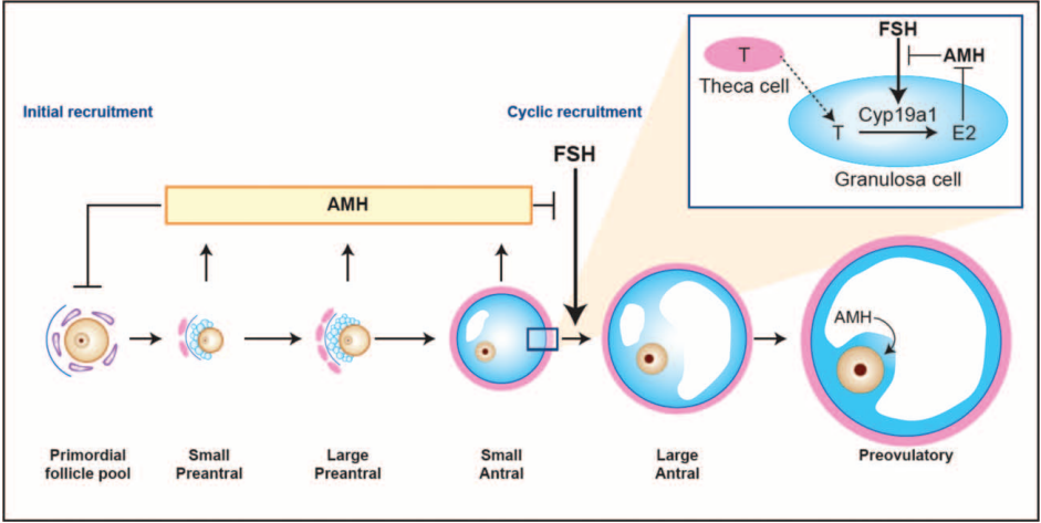 1642490764132395.png Schematic model of AMH actions in the ovary.png