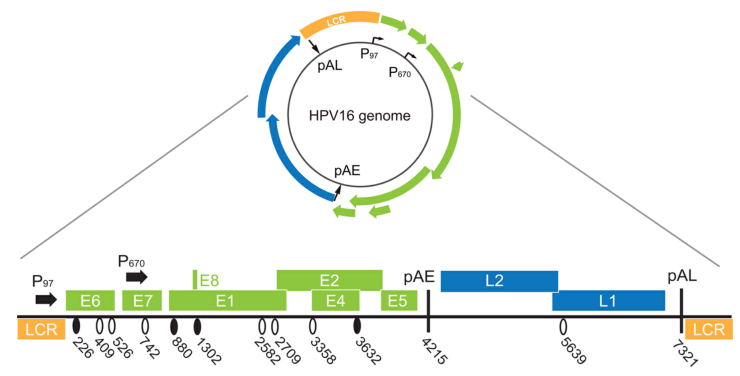 1689320937825091.png 640 (64).png